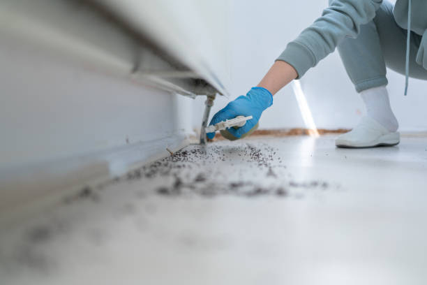 Best Termite Control Services  in Ten Mile Creek, MD